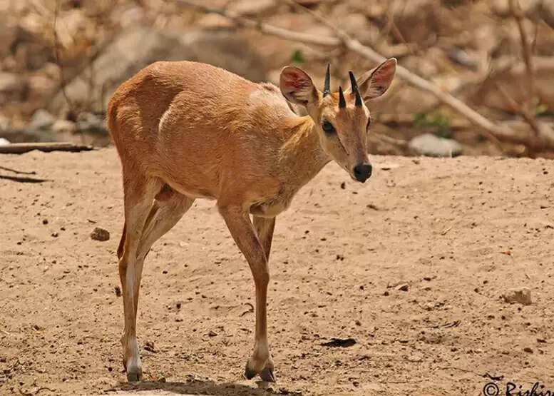 हिरण की खूबसूरत और दुर्लभ प्रजाति चौसिंगा हिरण ट्रैप कैमरे में देखा गया