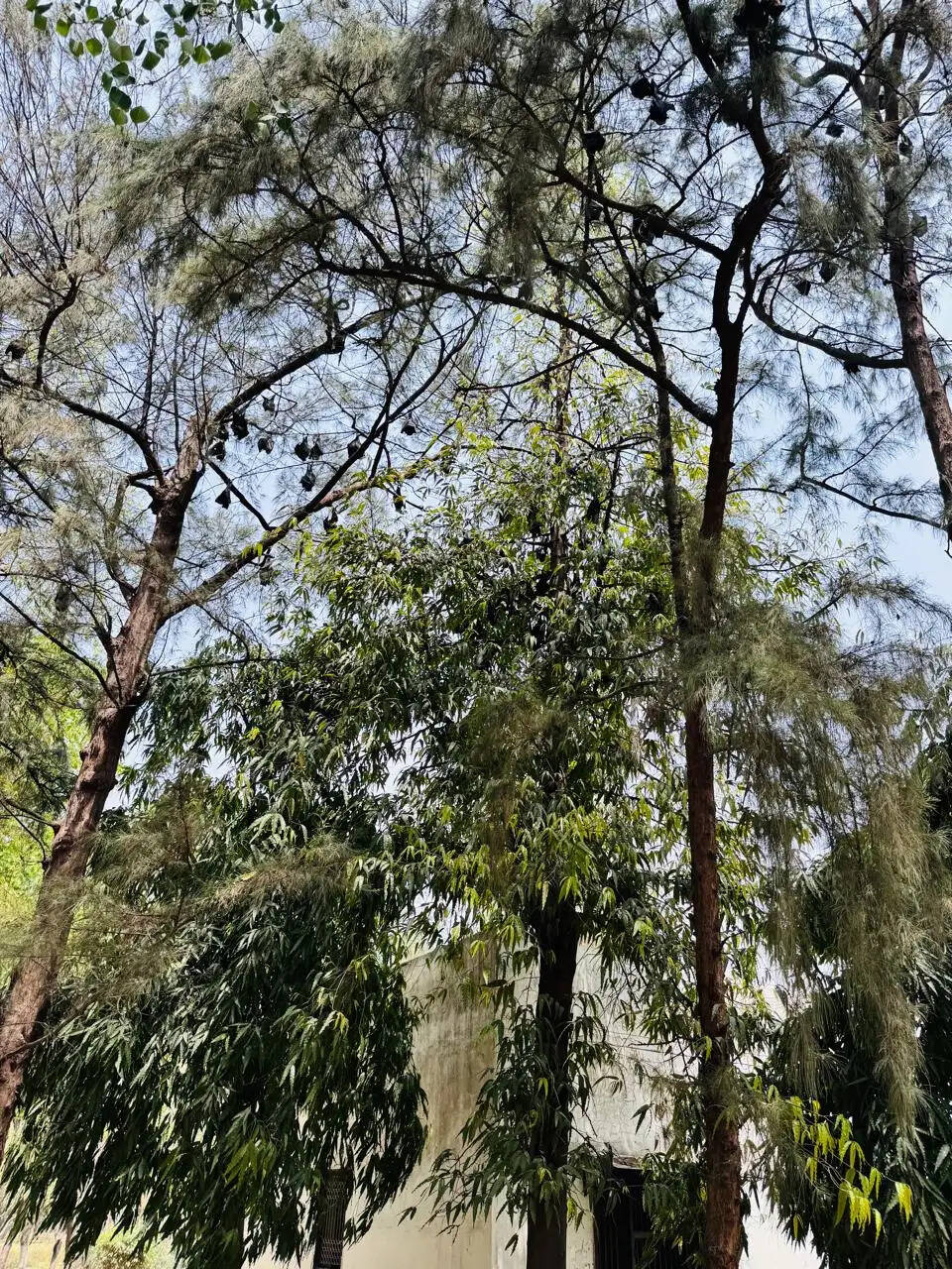 राममनोहर लोहिया पार्क में मिला दुर्लभ व अच्छी प्रजाति के चमगादड़ों का बसेरा,जीडीए करेगा संरक्षण