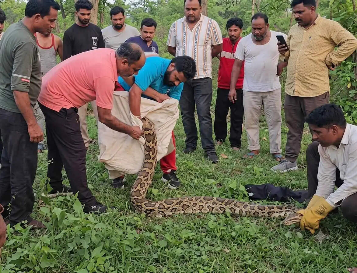 यमुनानगर में अजगर ने बकरी को निगला, वन्यजीव विभाग ने रेस्क्यू कर जंगल में छोड़ा