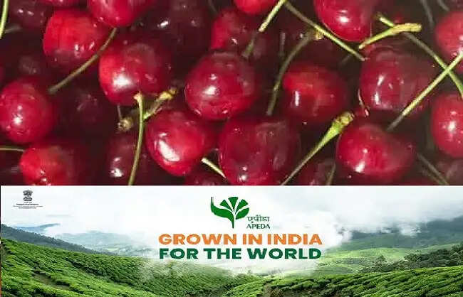एपीडा ने जम्मू-कश्मीर से पहली बार सिंगापुर को प्रीमियम चेरी और आलूबुखारे का किया निर्यात