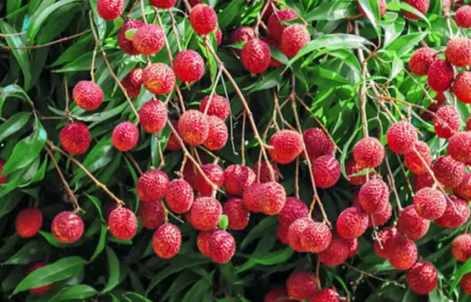 फलों को फटने से रोकने के लिए नेप्थलीन एसिटिक एसिड का करें छिड़काव: डॉ अरुण सिंह