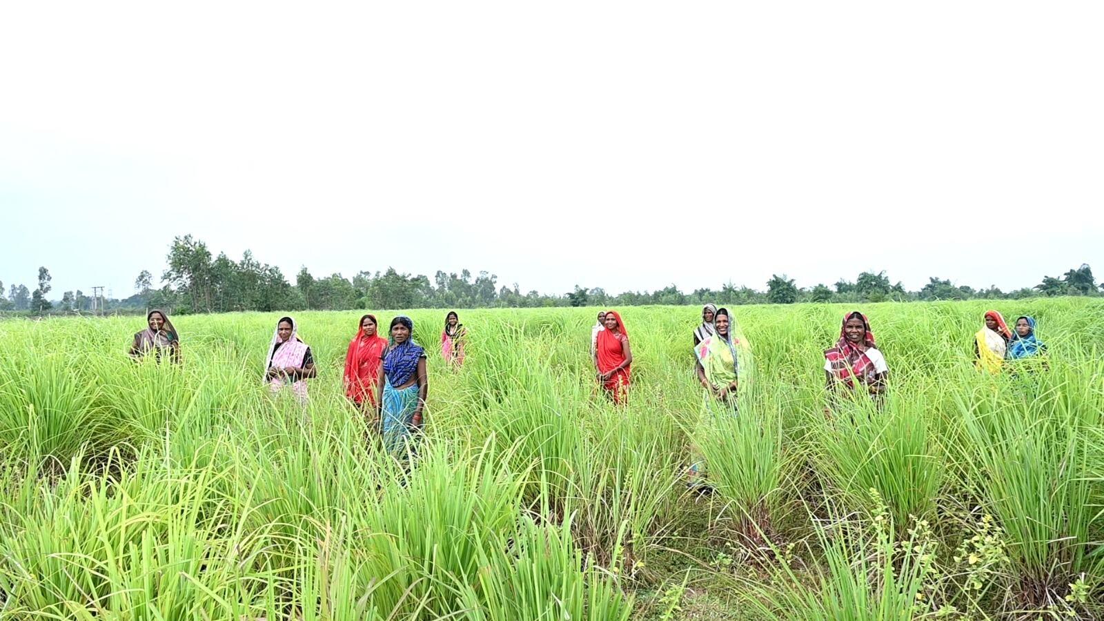 छग में लेमनग्रास की खेती- किसानों के लिए कमाई का उत्तम विकल्प