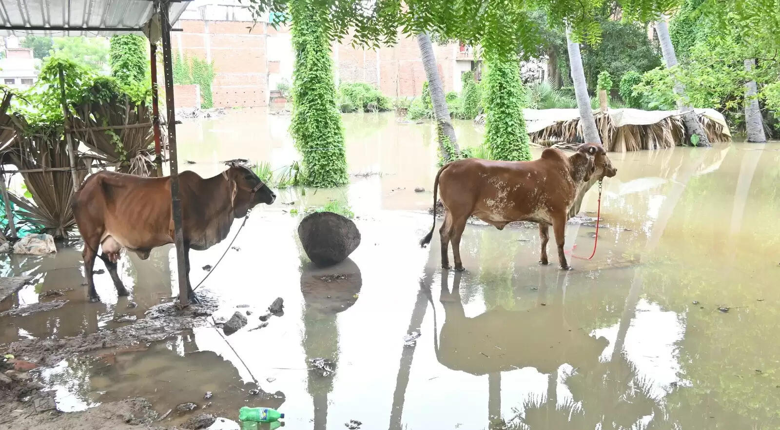 वाराणसी में गंगा स्थिर, कई इलाके जलमग्न, तस्वीरों में दिखी दुश्वारियां