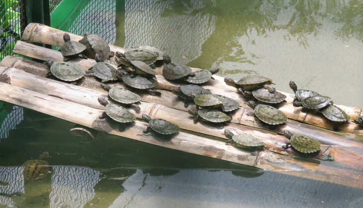 योगी सरकार ने सारनाथ के कछुआ प्रजनन एवं पुनर्वास केंद्र का किया पुनर्विकास 