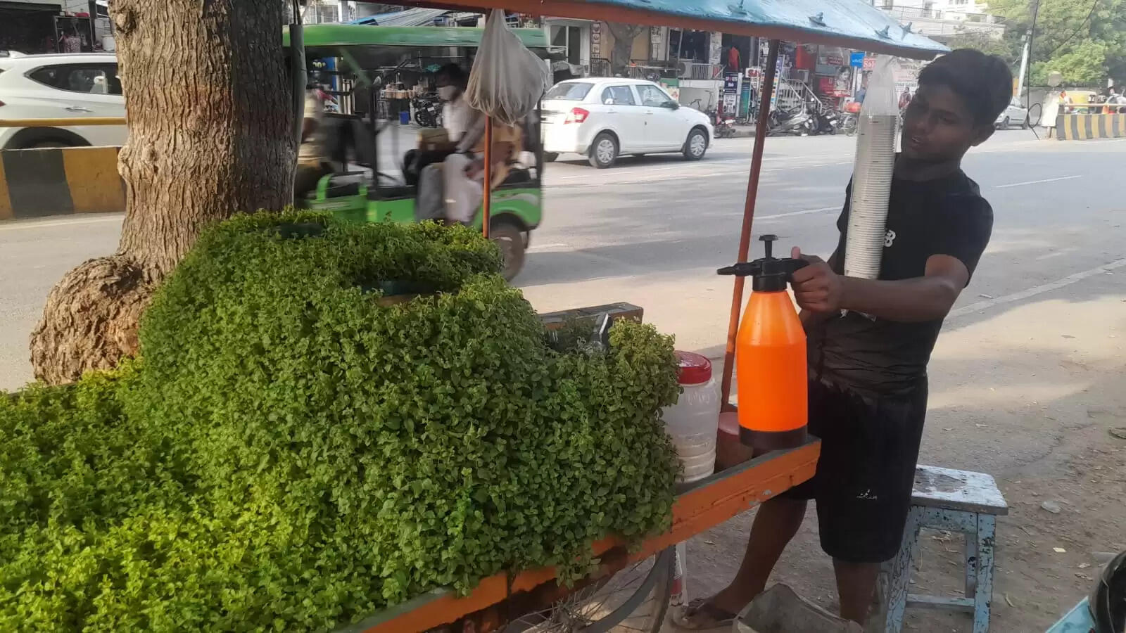 There is a mint orchard on an emerald cart in Sunderpur Banaras