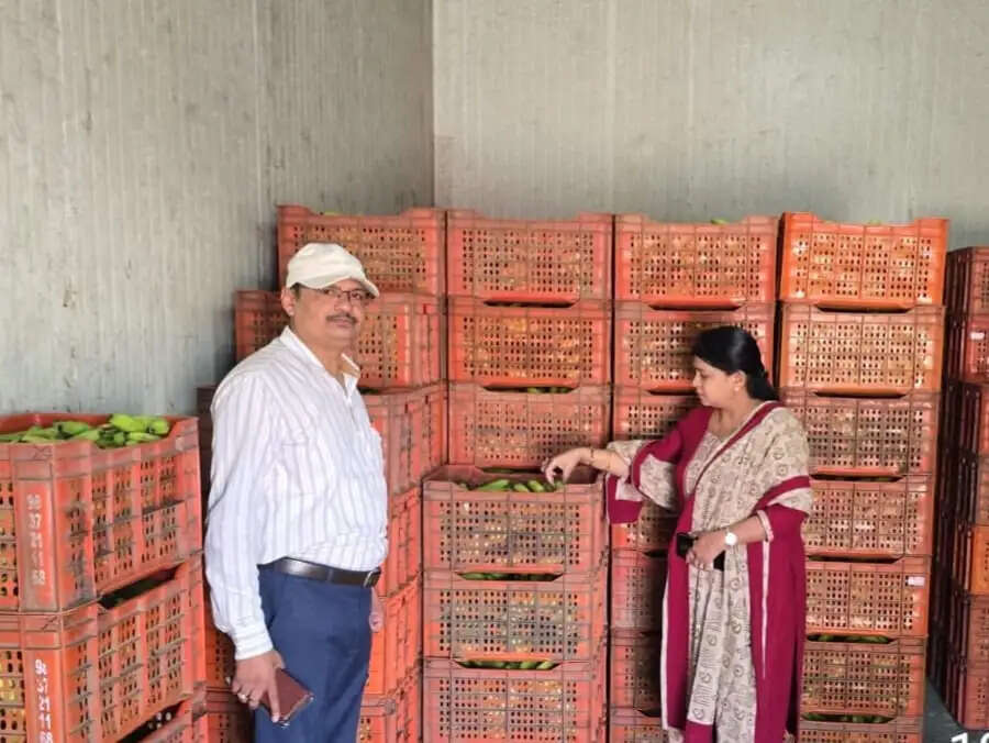 केले पकाने वाले 25 केंद्र बिना लाइसेंस संचालित, एफएसडीए की प्रदेशव्यापी जांच में खुली पोल