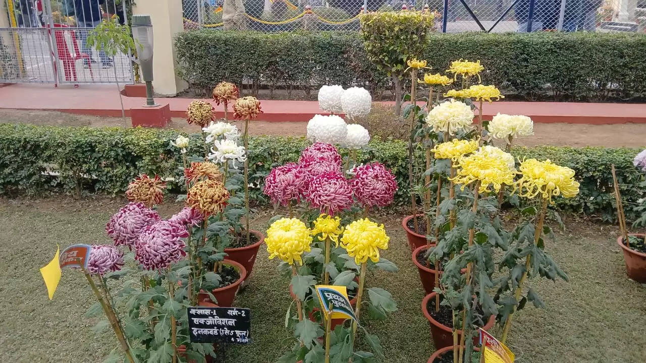 &nbsp;महामना की जयंती पर बीएचयू में प्रकृति, विज्ञान और अध्यात्म का संगम, तीन दिवसीय भव्य पुष्प प्रदर्शनी का शुभारंभ 