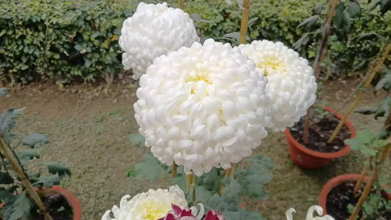  काशी हिंदू विश्वविद्यालय स्थित मालवीय भवन में गुरुवार को विश्वविद्यालय परिवार की ओर से महामना पंडित मदन मोहन मालवीय की जयंती के अवसर पर तीन दिवसीय भव्य पुष्प प्रदर्शनी का शुभारंभ हुआ। यह प्रदर्शनी न केवल बीएचयू की समृद्ध शैक्षणिक और सांस्कृतिक परंपरा को दर्शाती है, बल्कि विज्ञान, प्रकृति और आध्यात्मिकता के सुंदर समन्वय का भी जीवंत उदाहरण प्रस्तुत कर रही है।