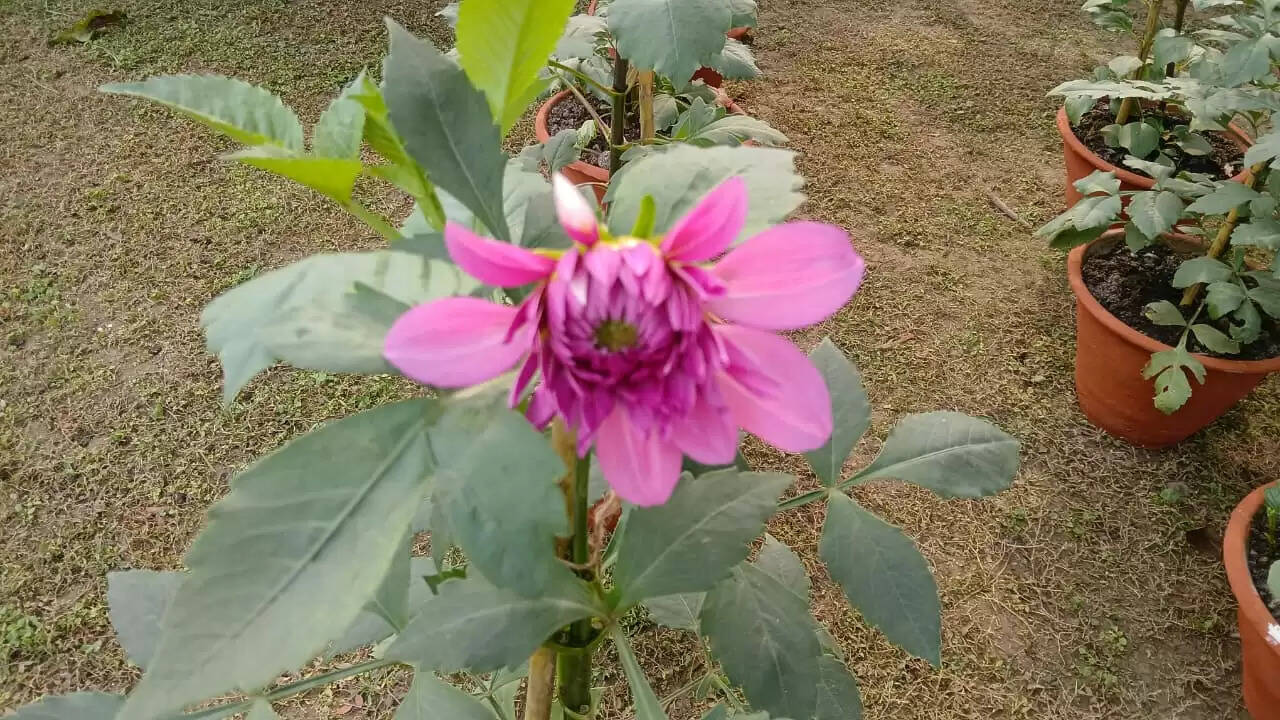  काशी हिंदू विश्वविद्यालय स्थित मालवीय भवन में गुरुवार को विश्वविद्यालय परिवार की ओर से महामना पंडित मदन मोहन मालवीय की जयंती के अवसर पर तीन दिवसीय भव्य पुष्प प्रदर्शनी का शुभारंभ हुआ। यह प्रदर्शनी न केवल बीएचयू की समृद्ध शैक्षणिक और सांस्कृतिक परंपरा को दर्शाती है, बल्कि विज्ञान, प्रकृति और आध्यात्मिकता के सुंदर समन्वय का भी जीवंत उदाहरण प्रस्तुत कर रही है।