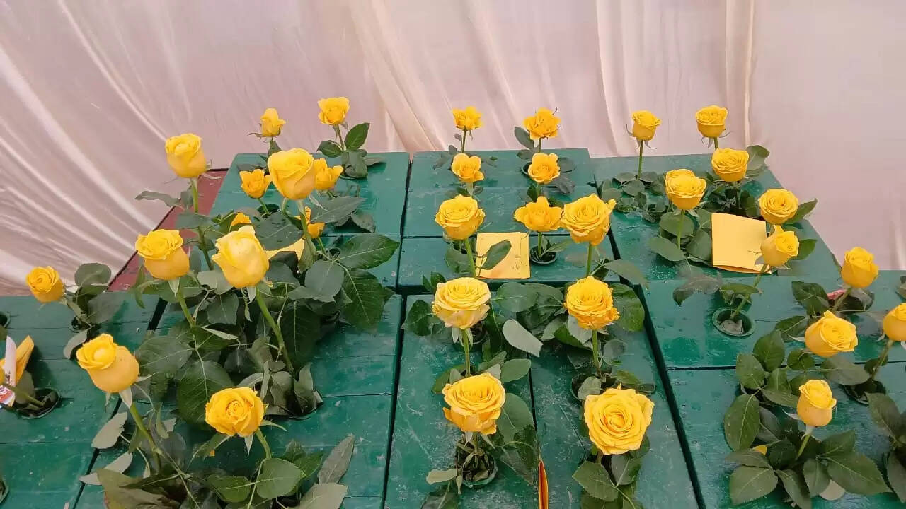  काशी हिंदू विश्वविद्यालय स्थित मालवीय भवन में गुरुवार को विश्वविद्यालय परिवार की ओर से महामना पंडित मदन मोहन मालवीय की जयंती के अवसर पर तीन दिवसीय भव्य पुष्प प्रदर्शनी का शुभारंभ हुआ। यह प्रदर्शनी न केवल बीएचयू की समृद्ध शैक्षणिक और सांस्कृतिक परंपरा को दर्शाती है, बल्कि विज्ञान, प्रकृति और आध्यात्मिकता के सुंदर समन्वय का भी जीवंत उदाहरण प्रस्तुत कर रही है।