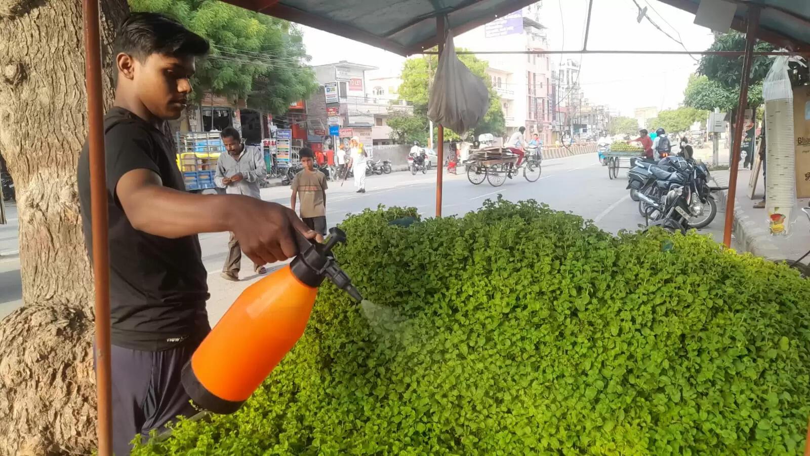 There is a mint orchard on an emerald cart in Sunderpur Banaras