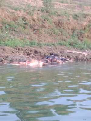 तैरते शवों का उत्तर प्रदेश के जिलों में किया गया अंतिम संस्कार