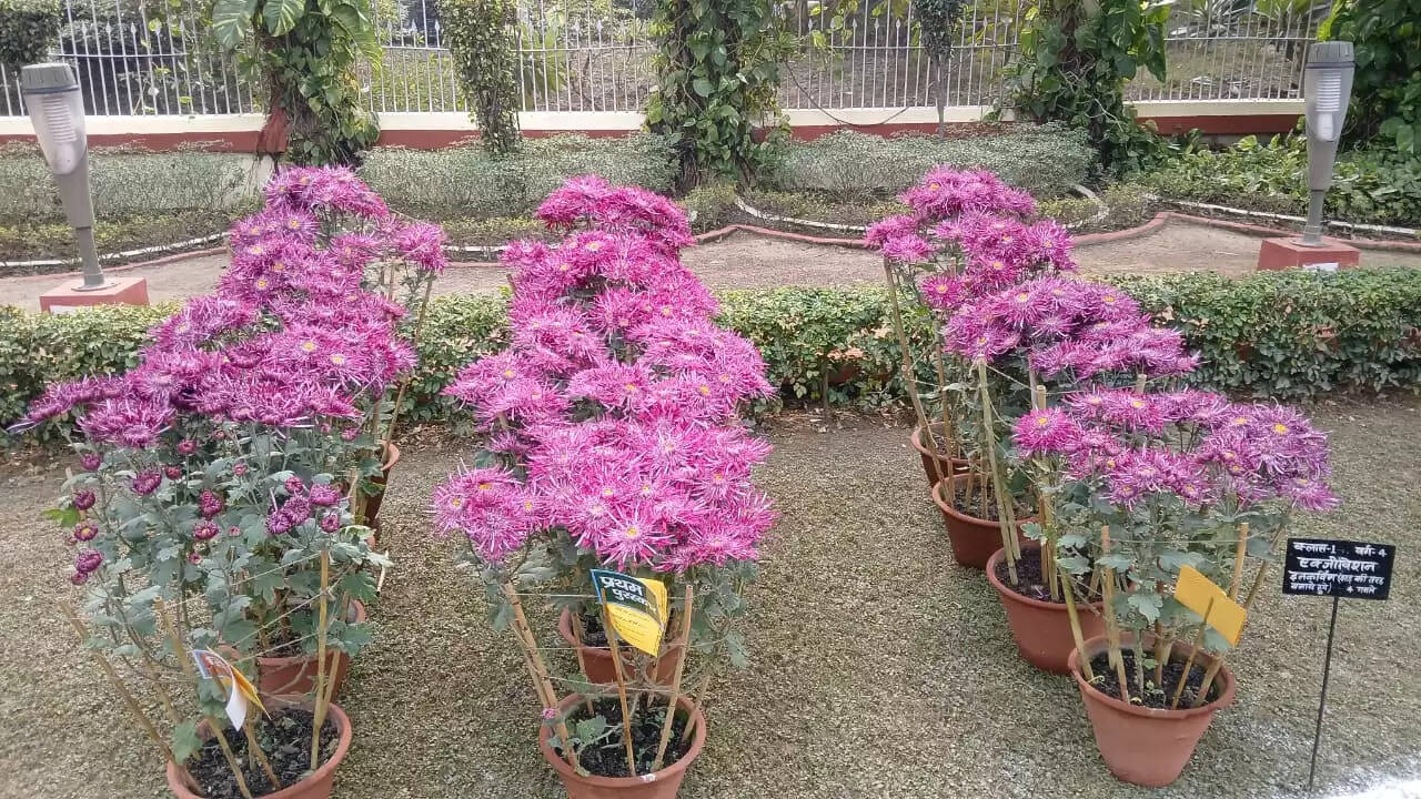  काशी हिंदू विश्वविद्यालय स्थित मालवीय भवन में गुरुवार को विश्वविद्यालय परिवार की ओर से महामना पंडित मदन मोहन मालवीय की जयंती के अवसर पर तीन दिवसीय भव्य पुष्प प्रदर्शनी का शुभारंभ हुआ। यह प्रदर्शनी न केवल बीएचयू की समृद्ध शैक्षणिक और सांस्कृतिक परंपरा को दर्शाती है, बल्कि विज्ञान, प्रकृति और आध्यात्मिकता के सुंदर समन्वय का भी जीवंत उदाहरण प्रस्तुत कर रही है।