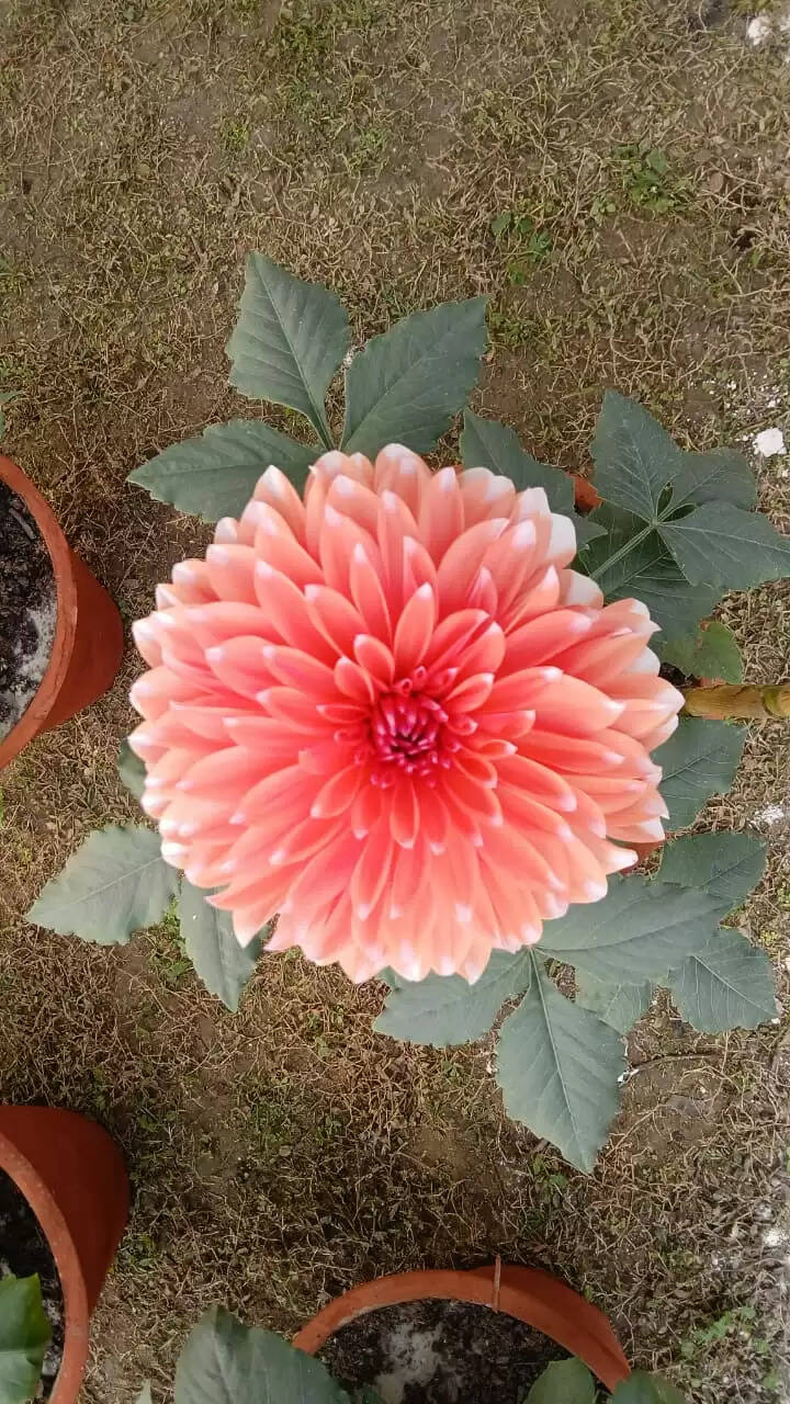  काशी हिंदू विश्वविद्यालय स्थित मालवीय भवन में गुरुवार को विश्वविद्यालय परिवार की ओर से महामना पंडित मदन मोहन मालवीय की जयंती के अवसर पर तीन दिवसीय भव्य पुष्प प्रदर्शनी का शुभारंभ हुआ। यह प्रदर्शनी न केवल बीएचयू की समृद्ध शैक्षणिक और सांस्कृतिक परंपरा को दर्शाती है, बल्कि विज्ञान, प्रकृति और आध्यात्मिकता के सुंदर समन्वय का भी जीवंत उदाहरण प्रस्तुत कर रही है।