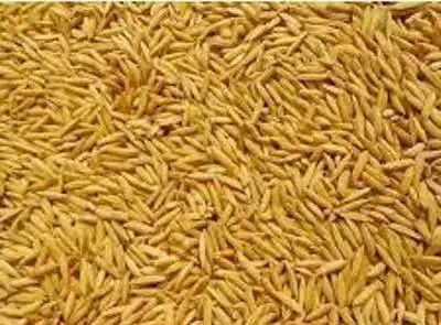 paddy seed 