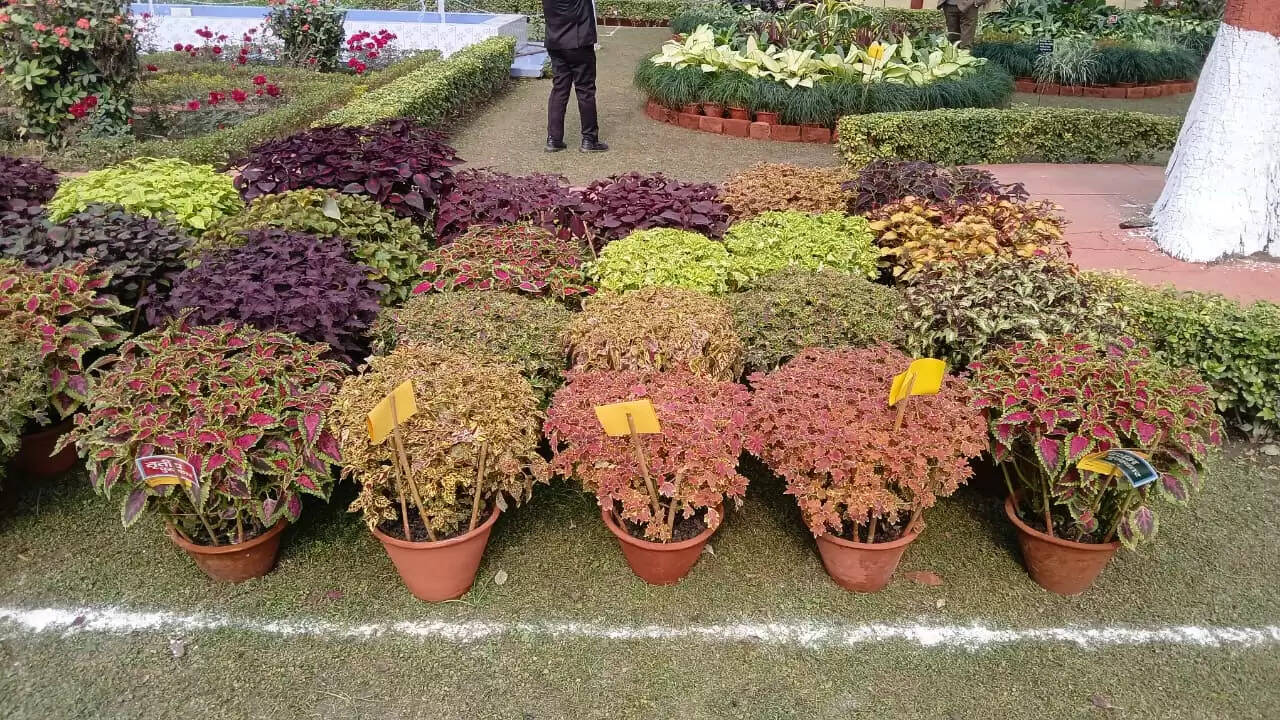  काशी हिंदू विश्वविद्यालय स्थित मालवीय भवन में गुरुवार को विश्वविद्यालय परिवार की ओर से महामना पंडित मदन मोहन मालवीय की जयंती के अवसर पर तीन दिवसीय भव्य पुष्प प्रदर्शनी का शुभारंभ हुआ। यह प्रदर्शनी न केवल बीएचयू की समृद्ध शैक्षणिक और सांस्कृतिक परंपरा को दर्शाती है, बल्कि विज्ञान, प्रकृति और आध्यात्मिकता के सुंदर समन्वय का भी जीवंत उदाहरण प्रस्तुत कर रही है।