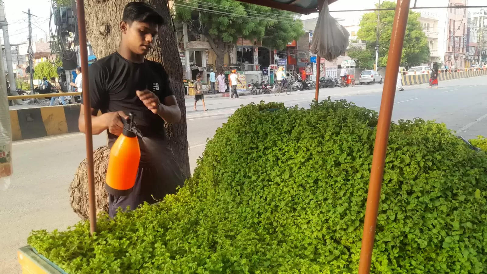 There is a mint orchard on an emerald cart in Sunderpur Banaras