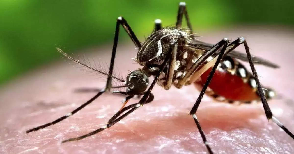 tips to get rid of mosquito