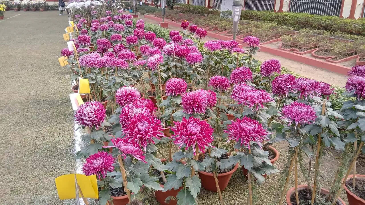  काशी हिंदू विश्वविद्यालय स्थित मालवीय भवन में गुरुवार को विश्वविद्यालय परिवार की ओर से महामना पंडित मदन मोहन मालवीय की जयंती के अवसर पर तीन दिवसीय भव्य पुष्प प्रदर्शनी का शुभारंभ हुआ। यह प्रदर्शनी न केवल बीएचयू की समृद्ध शैक्षणिक और सांस्कृतिक परंपरा को दर्शाती है, बल्कि विज्ञान, प्रकृति और आध्यात्मिकता के सुंदर समन्वय का भी जीवंत उदाहरण प्रस्तुत कर रही है।