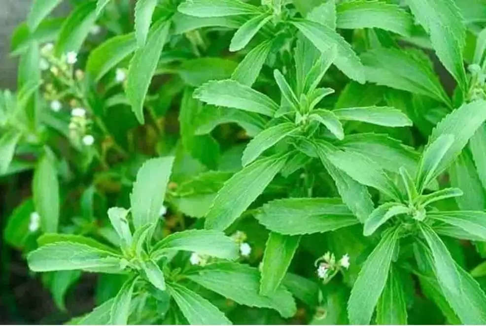 mithi tulsi