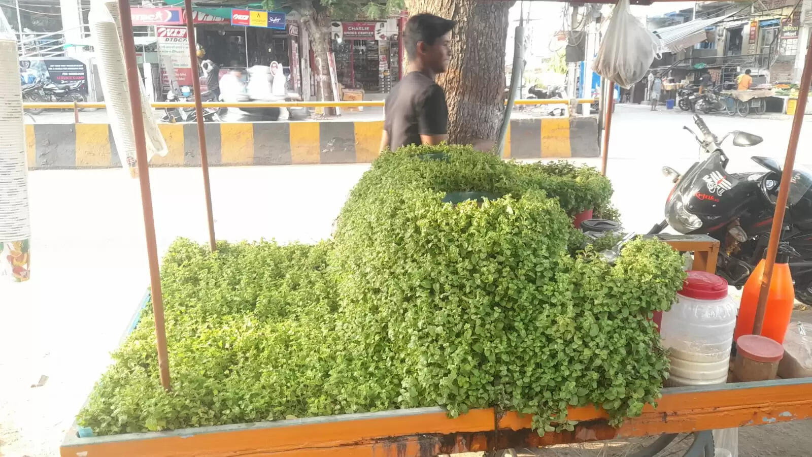 There is a mint orchard on an emerald cart in Sunderpur Banaras