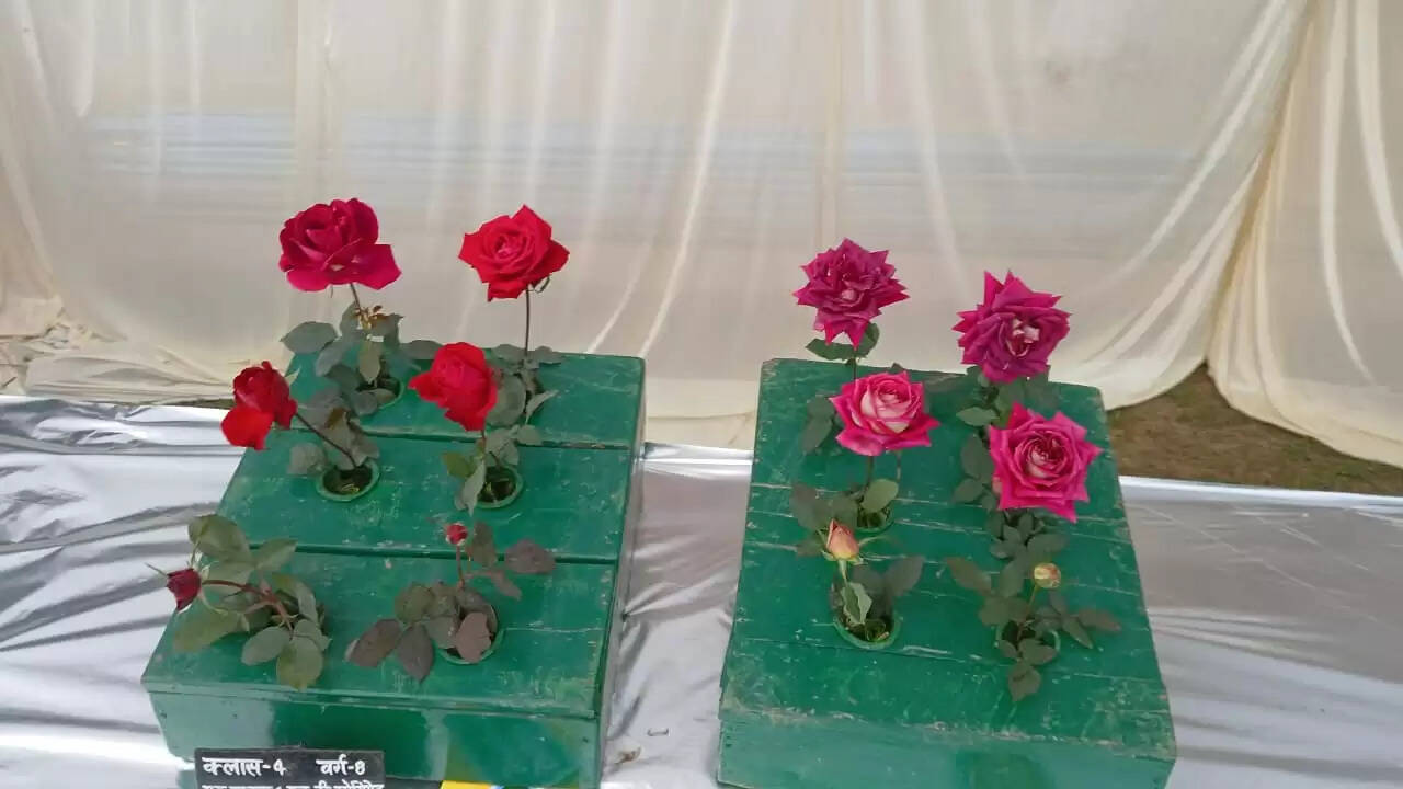  काशी हिंदू विश्वविद्यालय स्थित मालवीय भवन में गुरुवार को विश्वविद्यालय परिवार की ओर से महामना पंडित मदन मोहन मालवीय की जयंती के अवसर पर तीन दिवसीय भव्य पुष्प प्रदर्शनी का शुभारंभ हुआ। यह प्रदर्शनी न केवल बीएचयू की समृद्ध शैक्षणिक और सांस्कृतिक परंपरा को दर्शाती है, बल्कि विज्ञान, प्रकृति और आध्यात्मिकता के सुंदर समन्वय का भी जीवंत उदाहरण प्रस्तुत कर रही है।