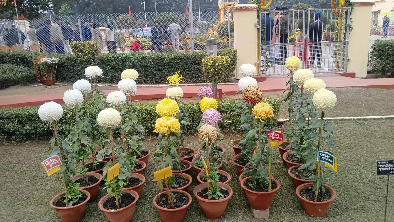  काशी हिंदू विश्वविद्यालय स्थित मालवीय भवन में गुरुवार को विश्वविद्यालय परिवार की ओर से महामना पंडित मदन मोहन मालवीय की जयंती के अवसर पर तीन दिवसीय भव्य पुष्प प्रदर्शनी का शुभारंभ हुआ। यह प्रदर्शनी न केवल बीएचयू की समृद्ध शैक्षणिक और सांस्कृतिक परंपरा को दर्शाती है, बल्कि विज्ञान, प्रकृति और आध्यात्मिकता के सुंदर समन्वय का भी जीवंत उदाहरण प्रस्तुत कर रही है।