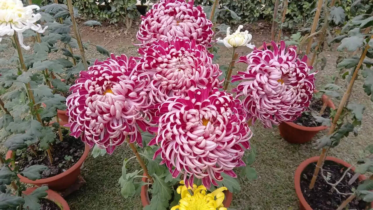  काशी हिंदू विश्वविद्यालय स्थित मालवीय भवन में गुरुवार को विश्वविद्यालय परिवार की ओर से महामना पंडित मदन मोहन मालवीय की जयंती के अवसर पर तीन दिवसीय भव्य पुष्प प्रदर्शनी का शुभारंभ हुआ। यह प्रदर्शनी न केवल बीएचयू की समृद्ध शैक्षणिक और सांस्कृतिक परंपरा को दर्शाती है, बल्कि विज्ञान, प्रकृति और आध्यात्मिकता के सुंदर समन्वय का भी जीवंत उदाहरण प्रस्तुत कर रही है।